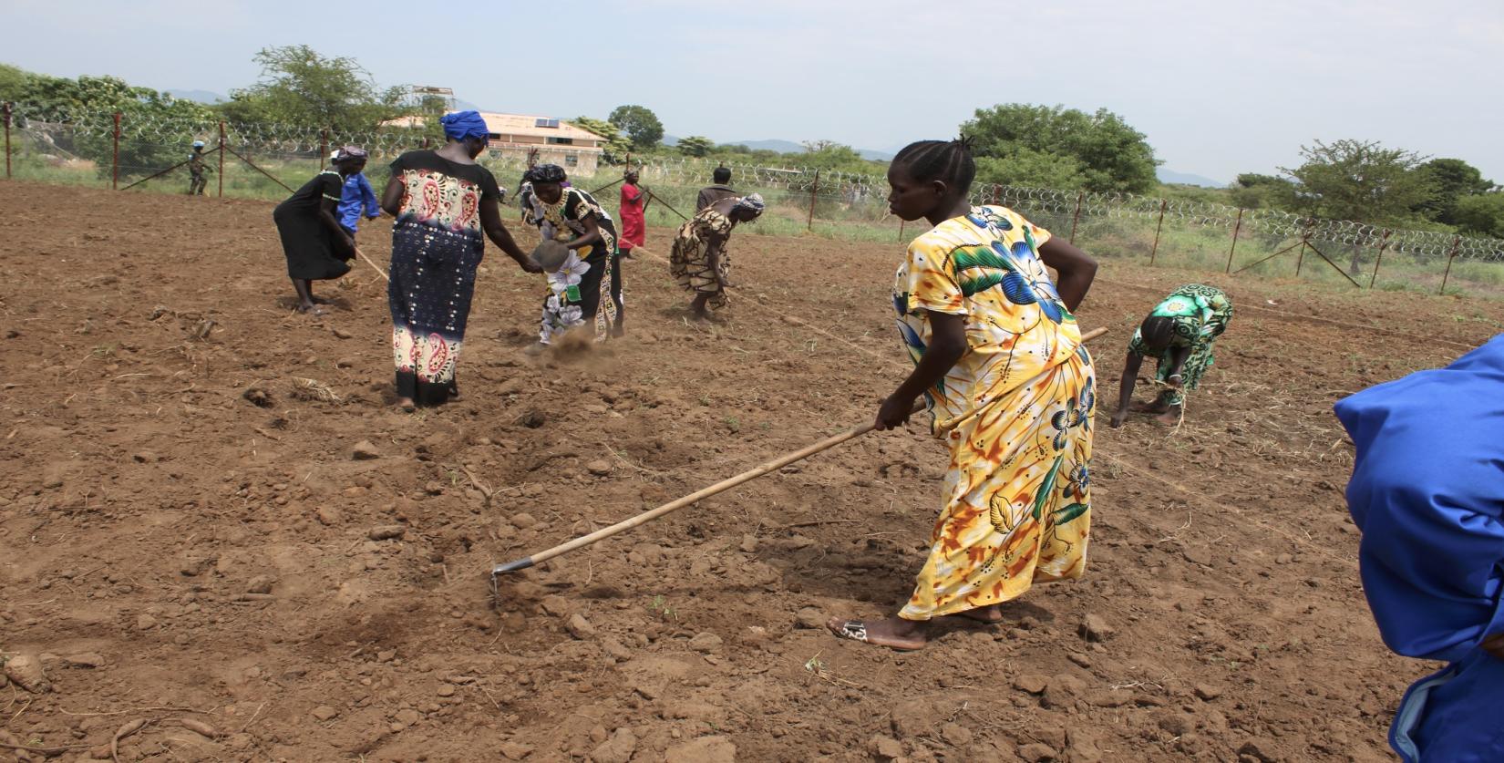 Farmers in Torit, Eastern Equatoria State practise a new farming technique introduced by the Food and Agriculture Organisation.