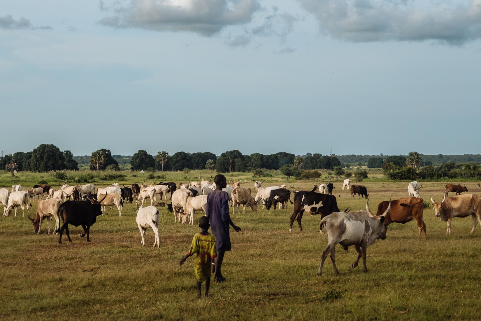 Cattle herders lead their livestock across the vast plains of South Sudan, a scene emblematic of both tradition and conflict in the region. Cattle raiding remains a source of tension among communities, fueled by competition for resources and longstanding rivalries.