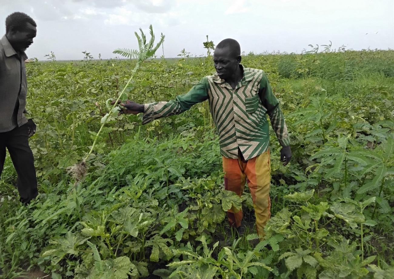 Atak weeding his watershed at Wardit.