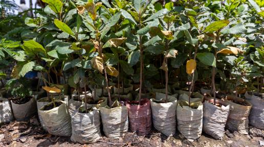 Young tree seedlings, nurtured in Wuor’s nursery, are destined for public spaces and farmland across Unity State. Photo: IOM 2025/Nabie Loyce